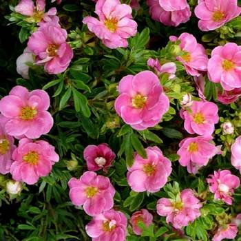 Лапчатка кустарниковая PINK PARADISE 'Kupinpa' PBR (Potentilla fruticosa PINK PARADISE 'Kupinpa' PBR)